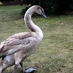 Natura