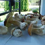 Natura Swaderki