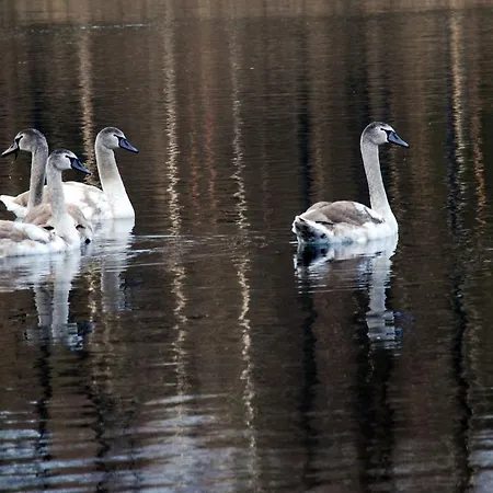 Natura Swaderki