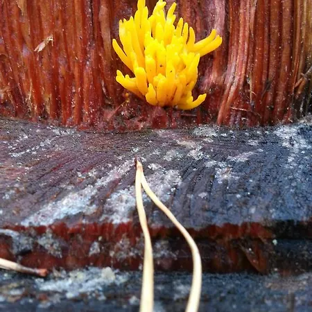 Natura Appartamento *