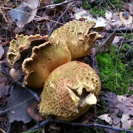 Natura Appartamento *