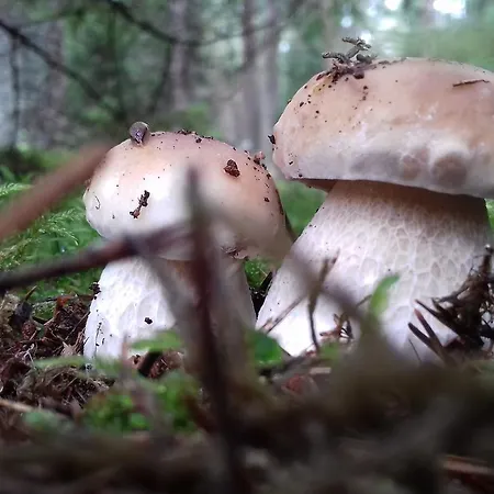 Natura Lägenhet Swaderki
