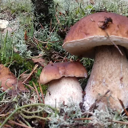 Lägenhet Natura