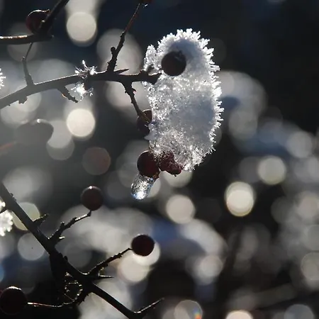 Natura Appartamento *